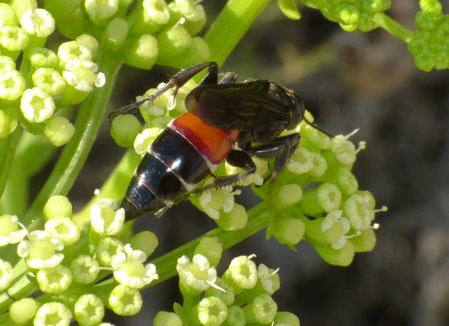 Pompilidae? No. Larra anathema (Crabronidae)